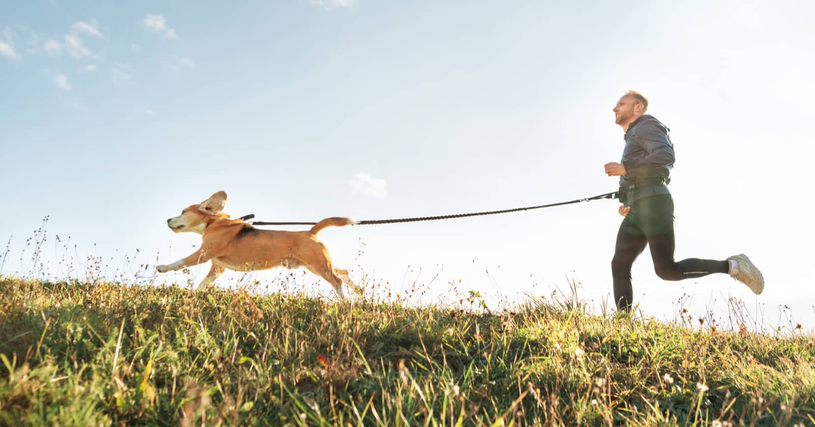 96 Brilliant Dog Names For Runners DogVills