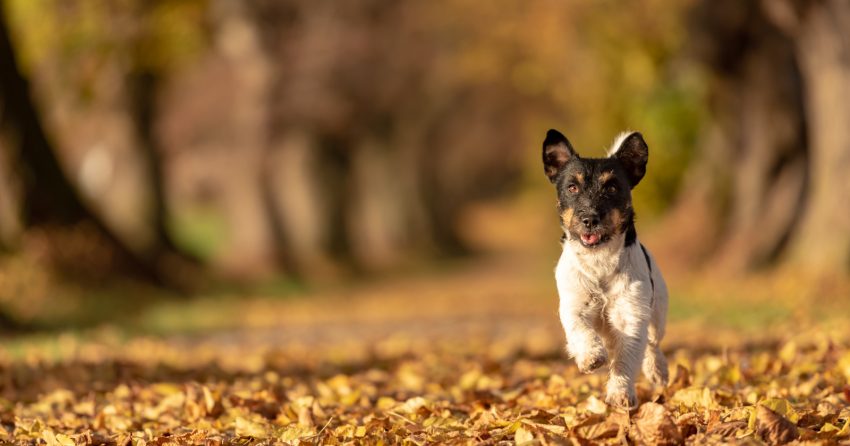 96 Brilliant Dog Names For Runners - DogVills