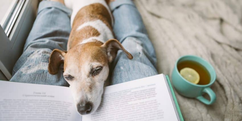 Dog Names After Book Characters For Females