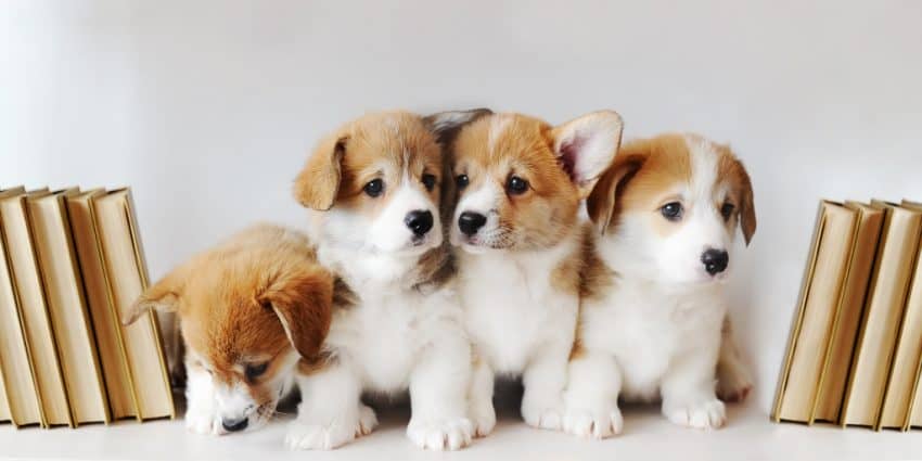 If you're passionate about reading, you'll definitely want to check out our favorite dog names after book characters! We have 100 ideas for boys and girls!