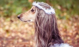 118 Extraordinary Dog Names Meaning Miracle - DogVills 118 Extraordinary Dog Names Meaning Miracle - DogVills