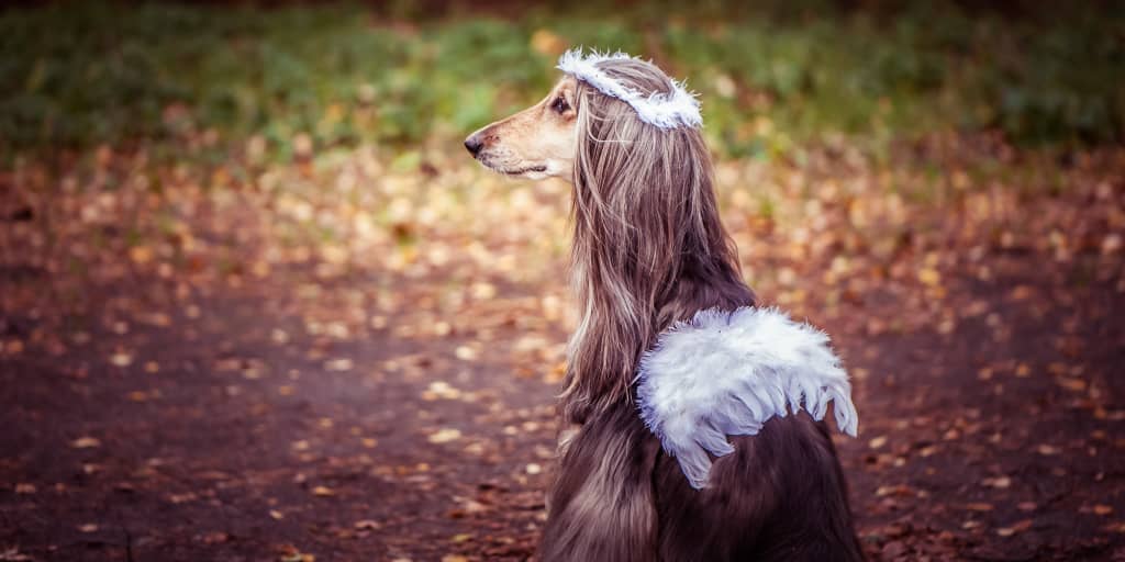 118 Extraordinary Dog Names Meaning Miracle - DogVills 118 Extraordinary Dog Names Meaning Miracle - DogVills