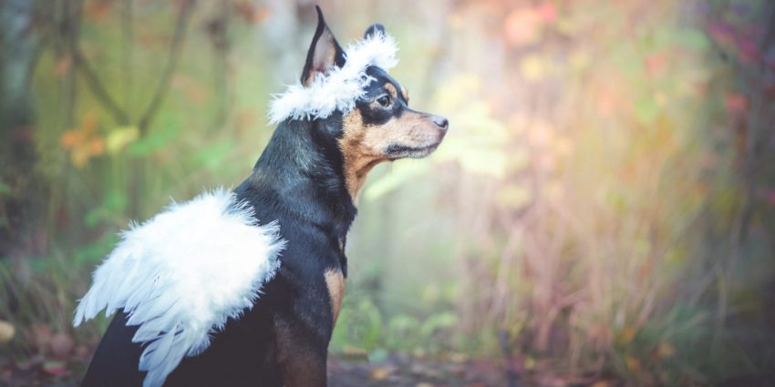 Looking for dog names meaning miracle to celebrate your miraculous hound? Check out 96 ideas that have us swooning, including plenty for both boys & girls. 