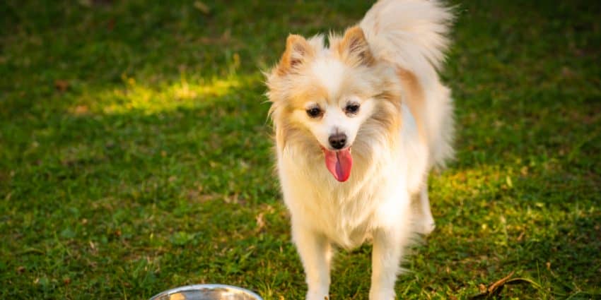German Spitz