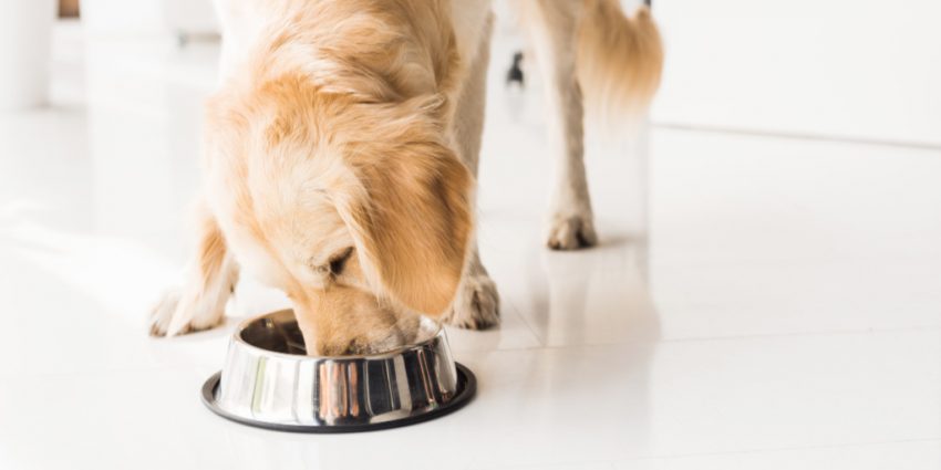 dogs eat dirt when their diets are subpar