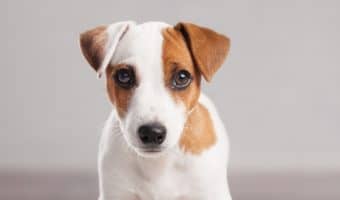 Keto for dogs" is trending almost as hard as the human version of the carb-restrictive diet, but is it worth all the hype? Read on to find out!