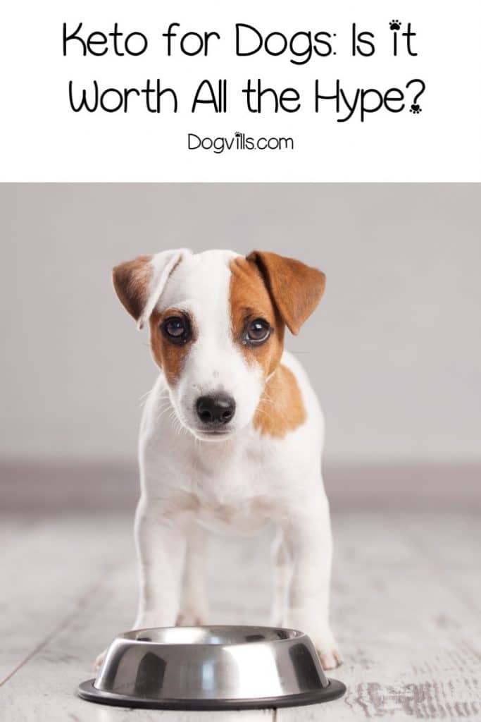 Keto for Dogs Does the Canine Ketogenic Diet Live Up to the Hype?