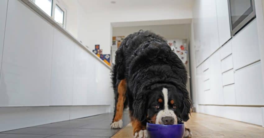 A kidney failure diet is the cornerstone of treating kidney disease. While your vet is crucial to planning a diet, these tips can help you get started.
