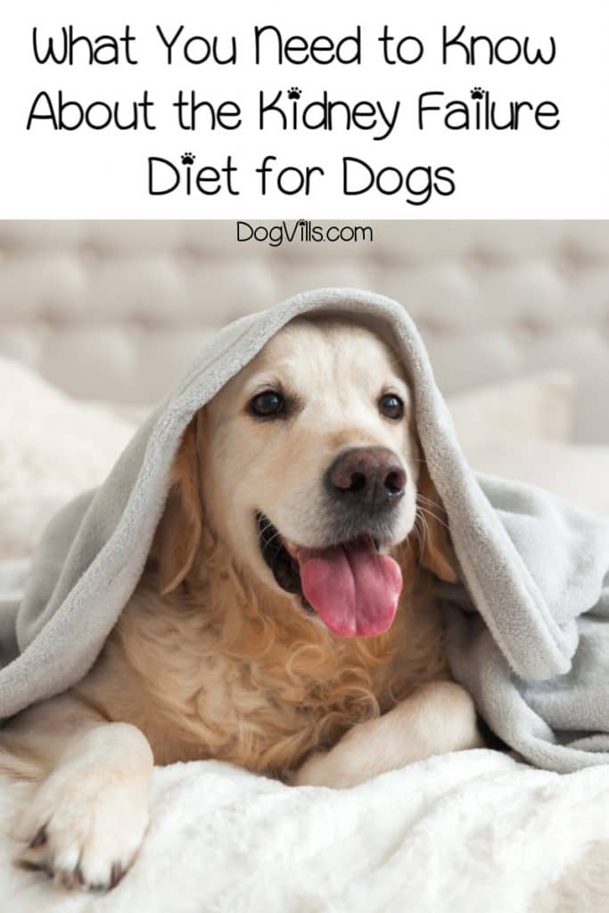 Kidney Failure Diet for Dogs - Coping with Kidney Dietary Needs - DogVills