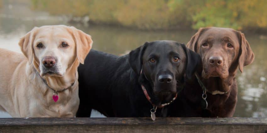 These 7 most attentive dog breeds are loyal, smart, and easy to train.