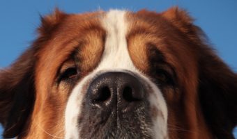 These 7 most attentive dog breeds are loyal, smart, and easy to train. So, if you're looking for a companion that will stick by you, check them out!