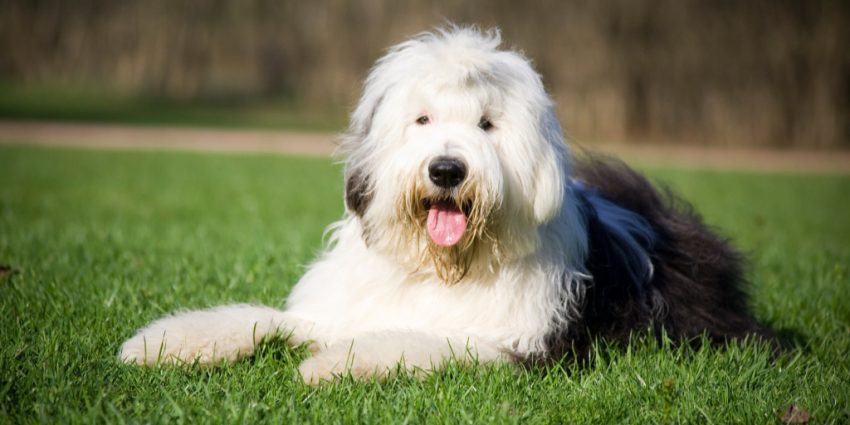 Old English Sheepdogs stay in the yard