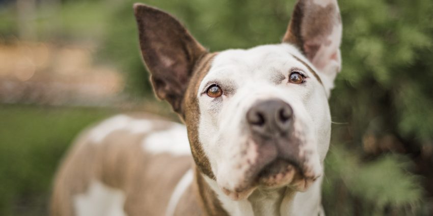 If you're looking for strong dog names for pitbulls, we've got you covered! These 100 ideas are every bit as mighty as the breed itself! Take a look!