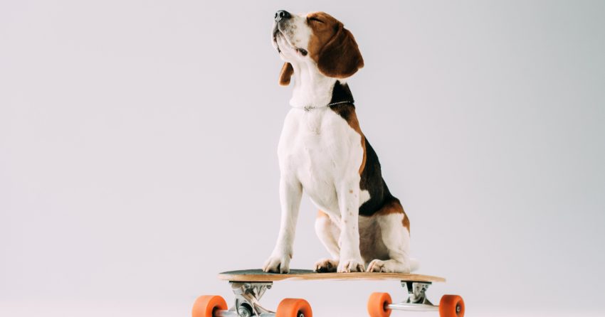 Looking for some fun skater names for your rad new pup? Check out 100 brilliant ideas, with 50 each for male and females!