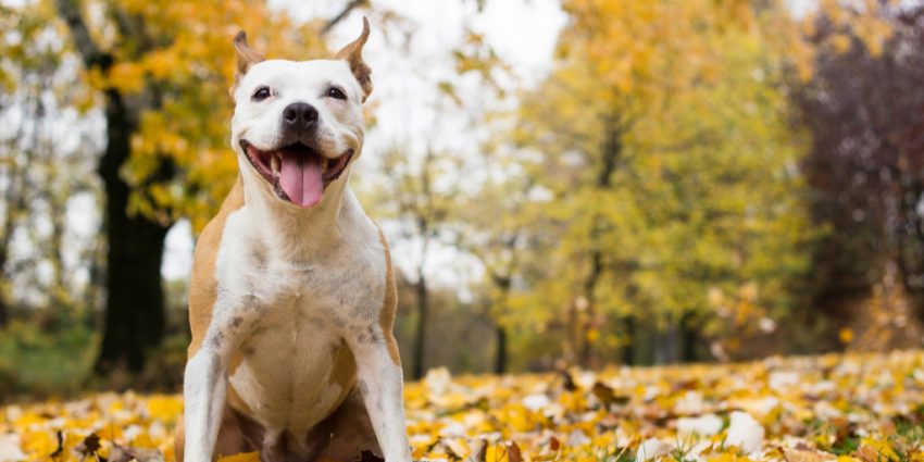 American staffordshire terriers are one of the most attentive dog breeds