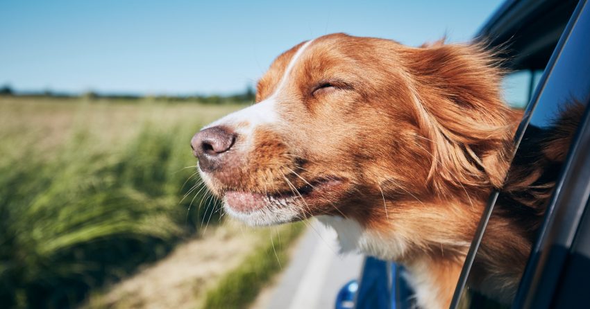 This list of 76 sunny dog names will come in handy when you get yourself a new pup! We all need a little sunshine, right? Check them out!