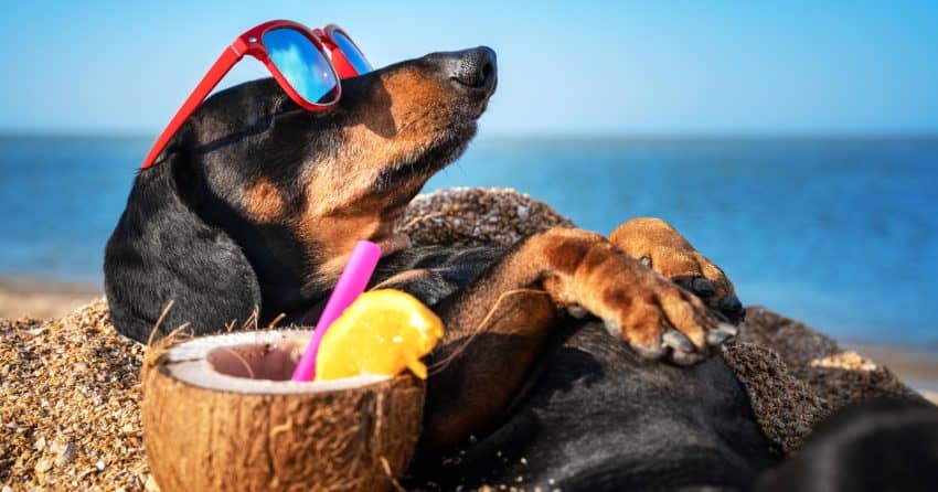 This list of 76 sunny dog names will come in handy when you get yourself a new pup! We all need a little sunshine, right? Check them out!