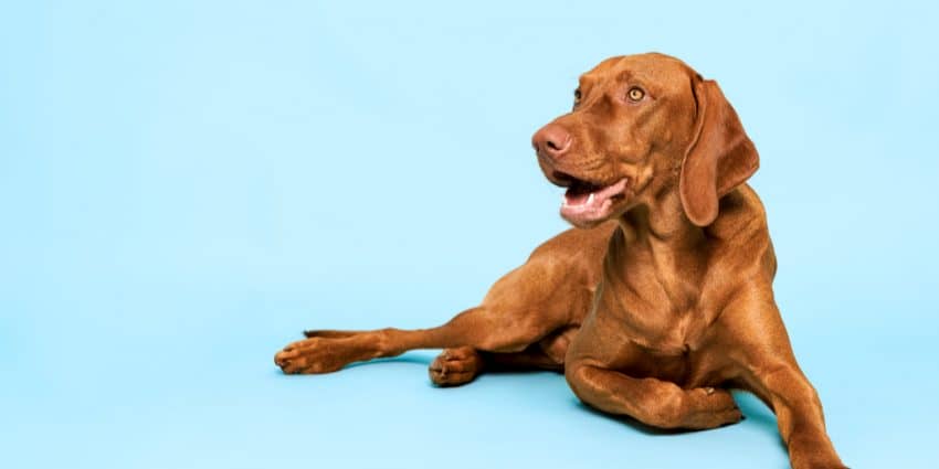 Vizsla is one of the dog breeds that stay in your yard.