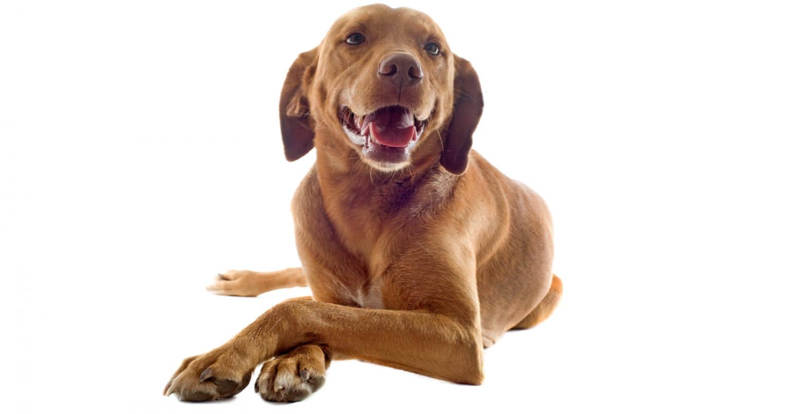 7 Intriguing Reasons for Why Dogs Cross Their Paws DogVills