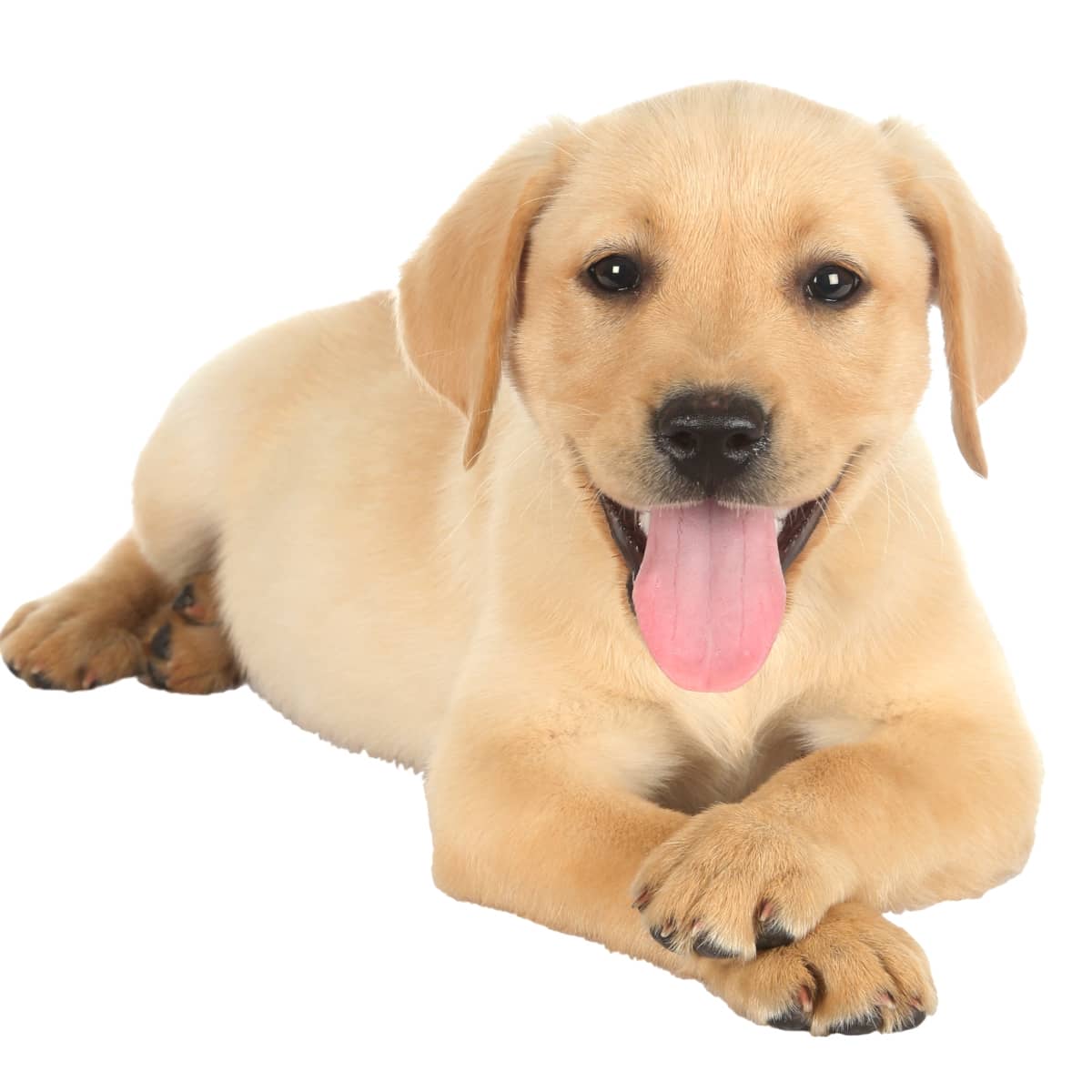 7 Intriguing Reasons for Why Dogs Cross Their Paws DogVills