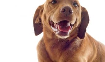 What does it really mean when dogs cross their paws? Turns out, more than you might think! Read on for 7 Intriguing reasons for this dog behavior.