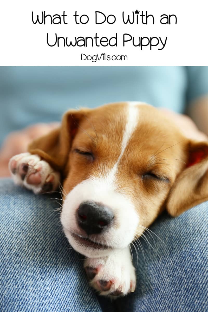 What Should I Do With My Unwanted Puppy? DogVills