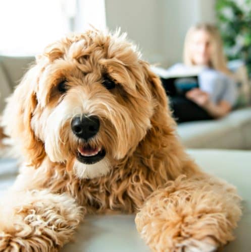 Wondering why your dog has stopped jumping on you when you come home or is reluctant to hop up on the bed? Find out 8 potential reasons why!