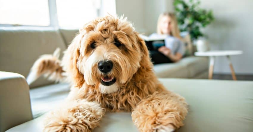 Wondering why your dog has stopped jumping on you when you come home or is reluctant to hop up on the bed? Find out 8 potential reasons why!