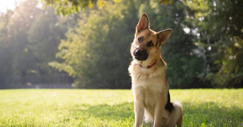Wondering why your dog has stopped jumping on you when you come home or is reluctant to hop up on the bed? Find out 8 potential reasons why!