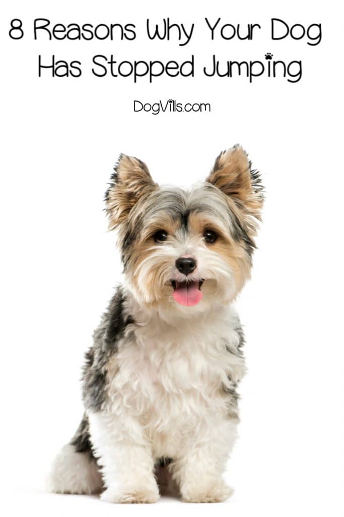 8 Reasons Why Your Dog Has Stopped Jumping DogVills