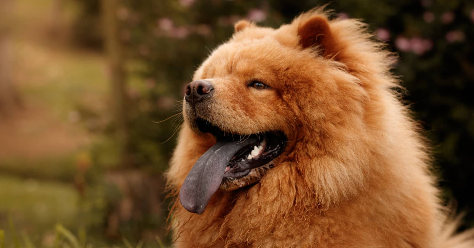 6 Best and Worst Dogs For FirstTime Owners DogVills