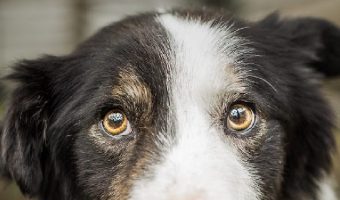“Why do dogs instinctively know when something is wrong?” If you’re wondering the same thing, read on for 5 potential answers!