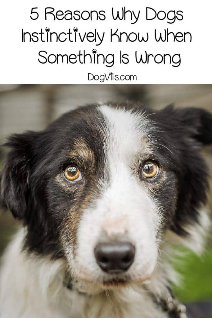 5 Reasons Why Dogs Instinctively Know When Something Is Wrong DogVills