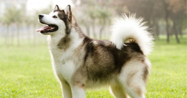 Curious about dogs that shed the most? If you fancy making a sweater out of your pup’s tumbleweeds, check out these heavy shedding breeds!