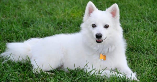 American Eskimo Dog medium dog breed