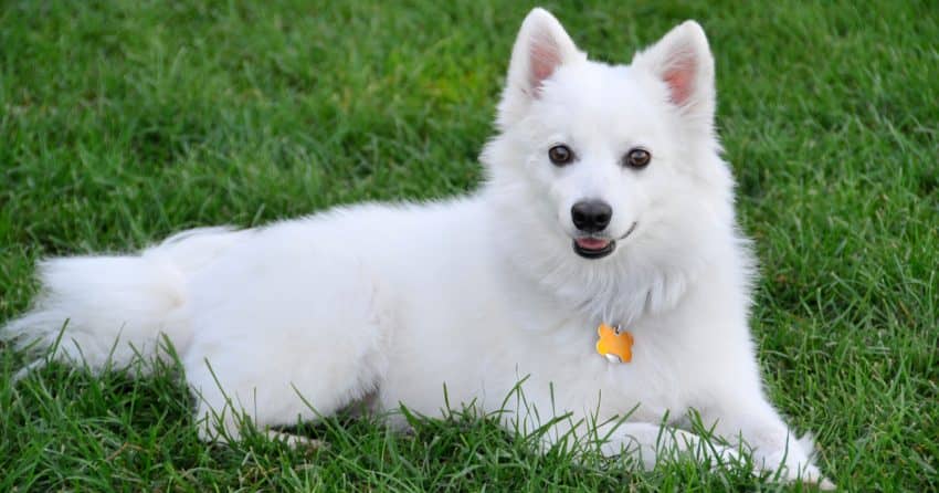 American Eskimo Dog