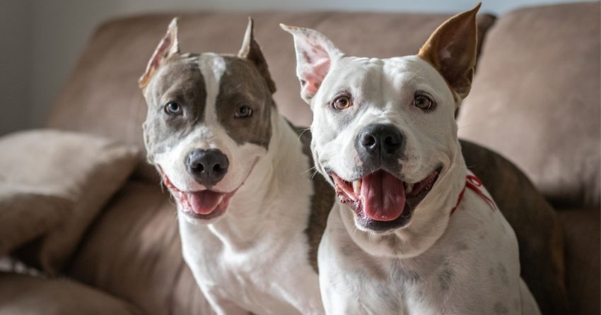 Have you ever wondered if Pitbulls make good therapy dogs? Given their unearned reputation, the answer may surprise you! Find out!