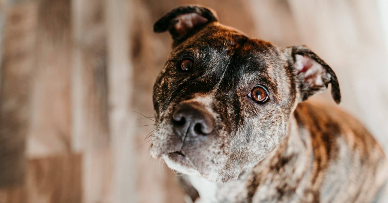 Do Pitbulls Make Good Therapy Dogs? DogVills