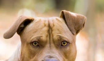 Have you ever wondered if Pitbulls make good therapy dogs? Given their unearned reputation, the answer may surprise you! Find out!