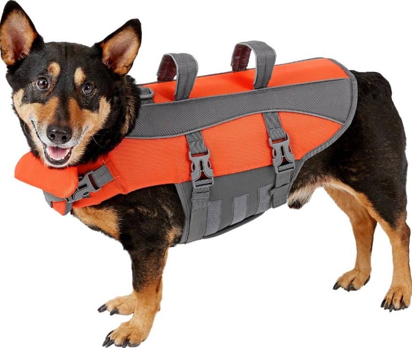 Frisco life jacket outdoor fun with dogs