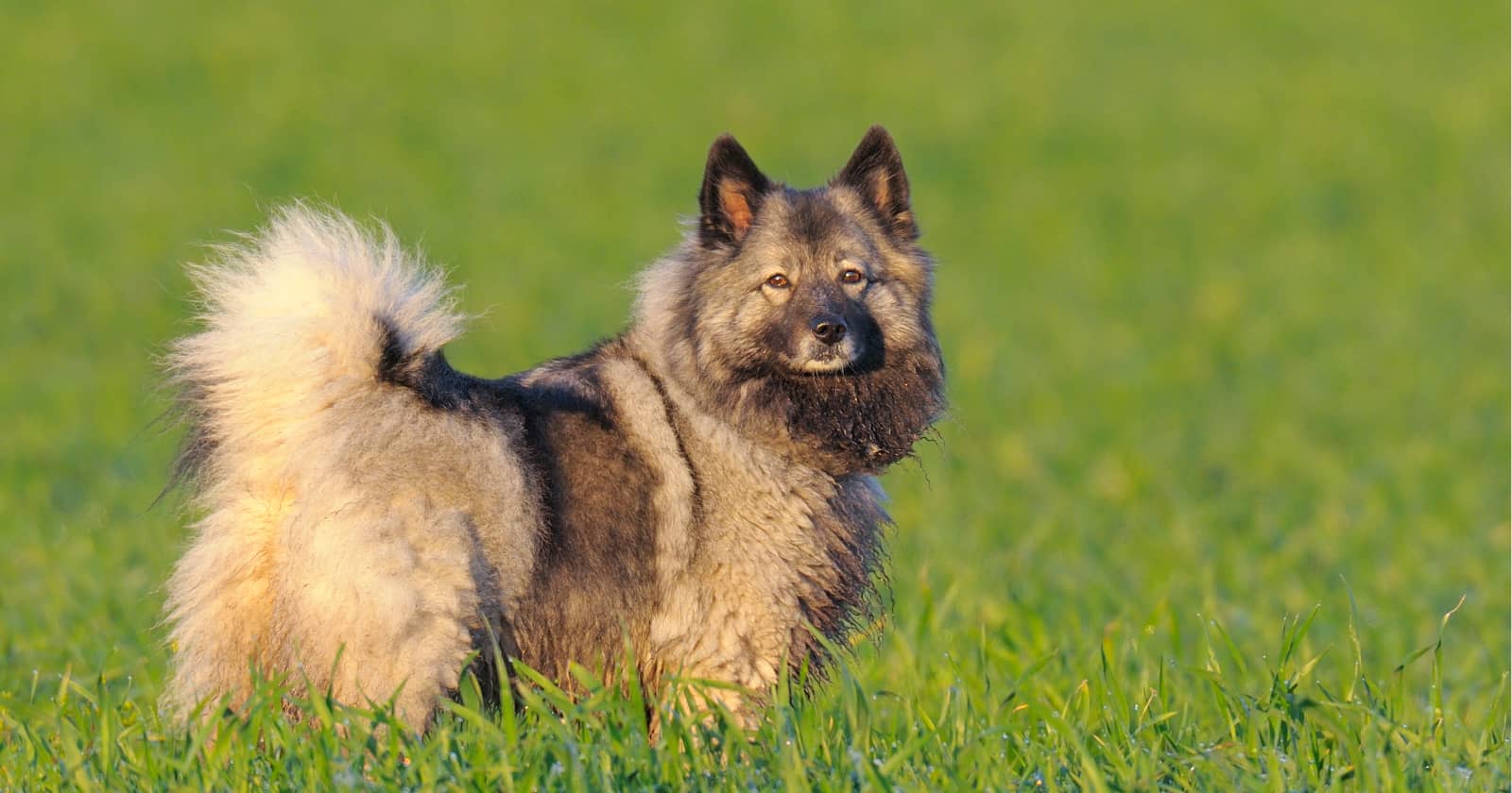 9 Dog Breeds That Shed the Most DogVills