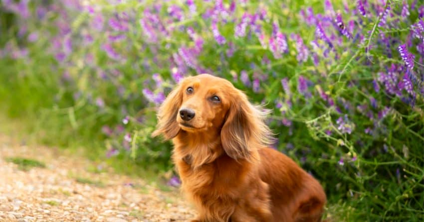 It's time to think outside the hot dog puns and find some truly unique Dachshund names! Check out 100 that we think are wonderful!