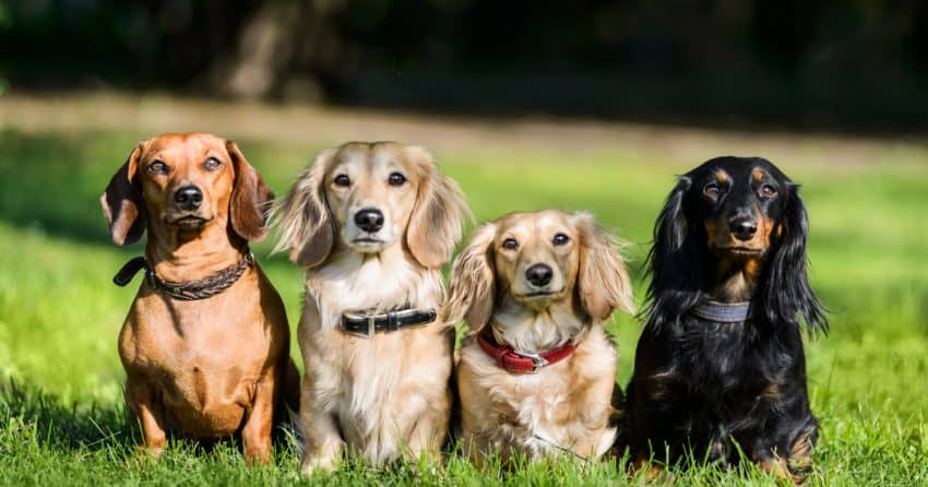 It's time to think outside the hot dog puns and find some truly unique Dachshund names! Check out 100 that we think are wonderful!