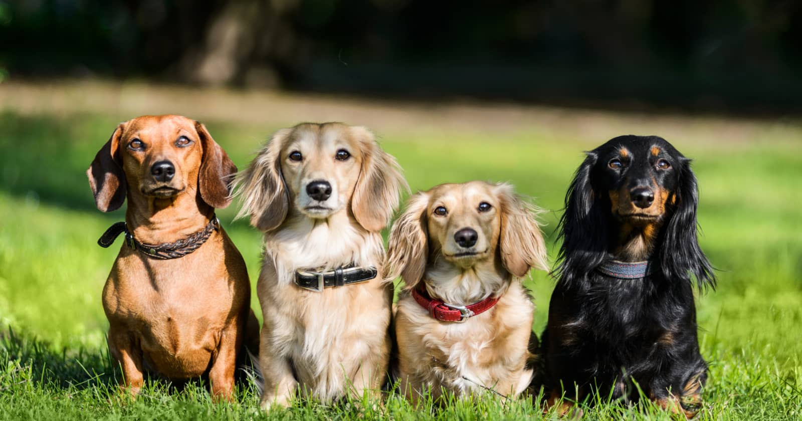 100 Unique Dachshund Names You'll Love - DogVills 100 Unique Dachshund Names You'll Love - DogVills