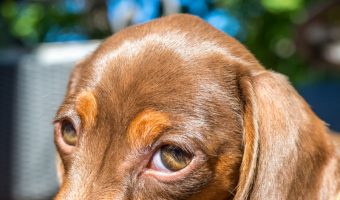 It's time to think outside the hot dog puns and find some truly unique Dachshund names! Check out 100 that we think are wonderful!