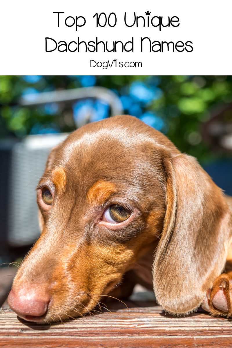 100 Unique Dachshund Names You'll Love DogVills