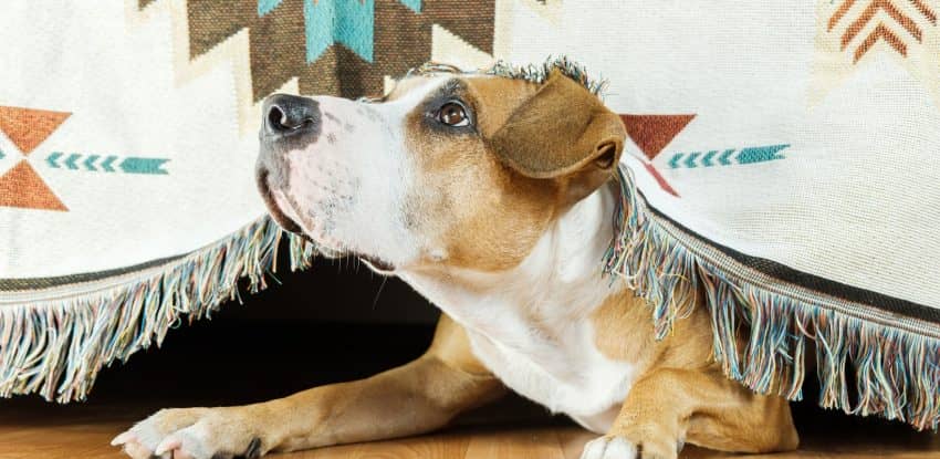 “Why do dogs instinctively know when something is wrong?” If you’re wondering the same thing, read on for 5 potential answers! 