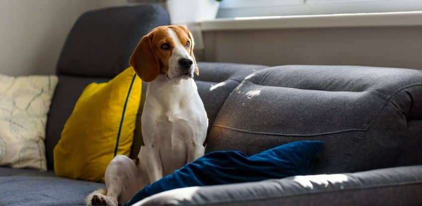 “Why do dogs instinctively know when something is wrong?” If you’re wondering the same thing, read on for 5 potential answers! 