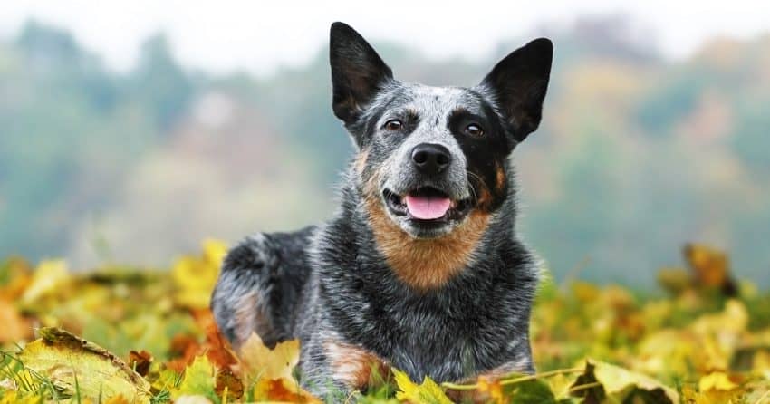 Another dog breed with low vet bills is the Australian Cattle dog, aka Blue Heeler.