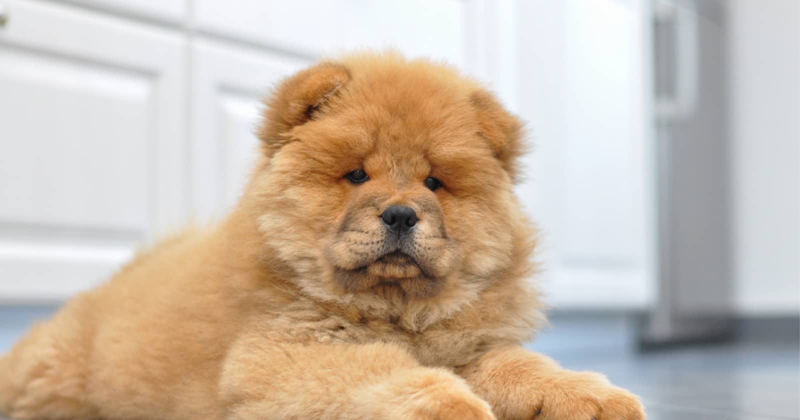 dog gets spooked at night Top 12 Dog Breeds with Low Separation Anxiety